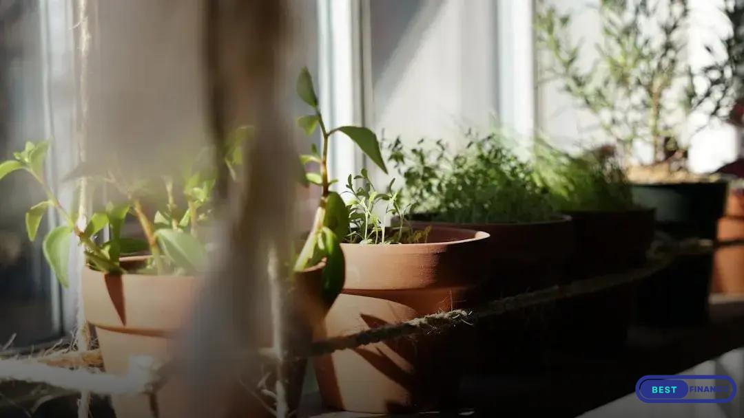 Choosing the Right Fertilizer