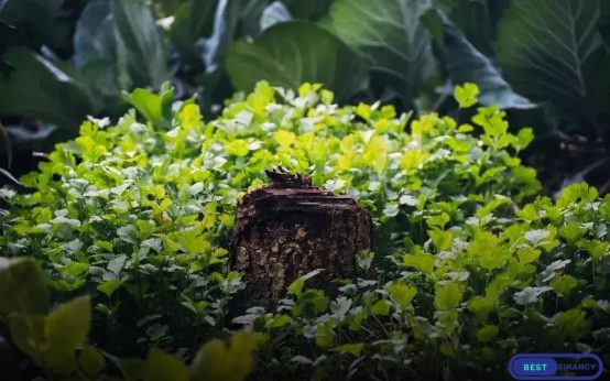 Creating a Relaxing Garden Retreat: Transform Your Outdoor Space