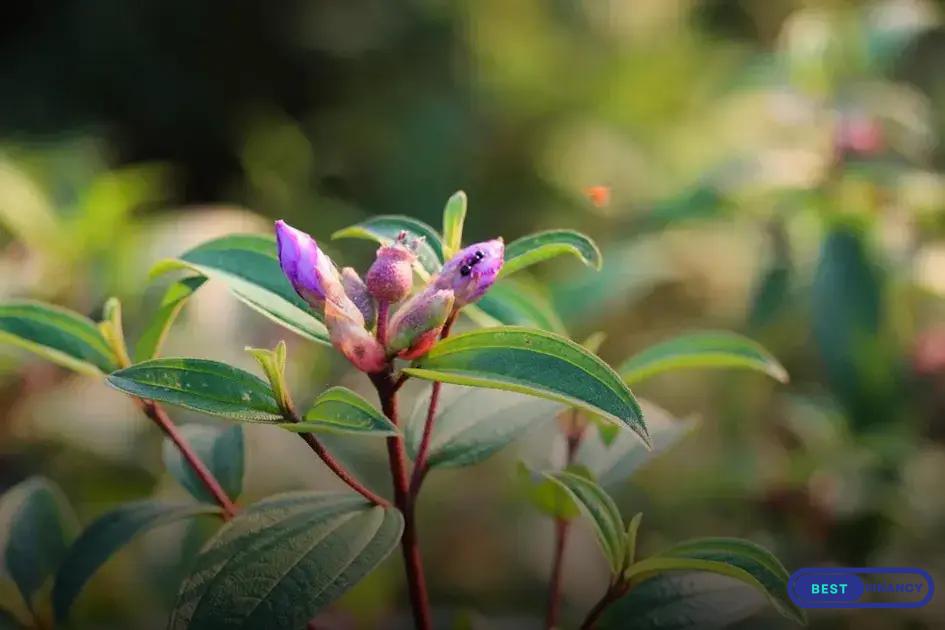 Encouraging Beneficial Insects