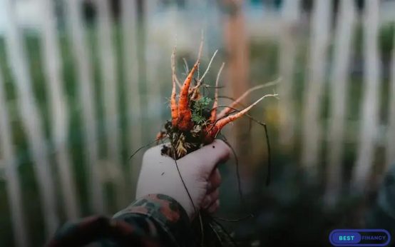 How to Spot and Treat Common Plant Diseases Effectively