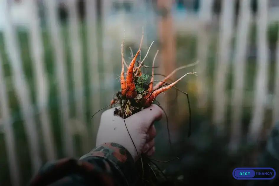 How to Spot and Treat Common Plant Diseases Effectively