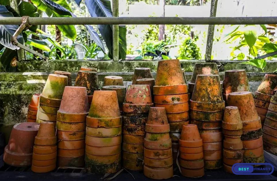 Natural Pest-Repellent Plants