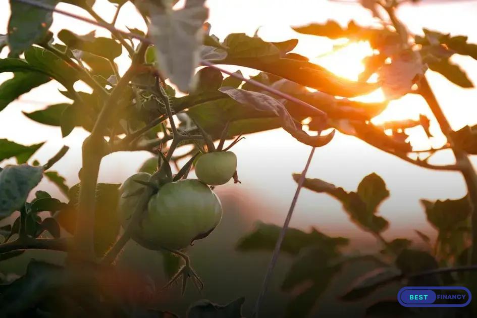 Preventive Measures to Keep Plants Healthy