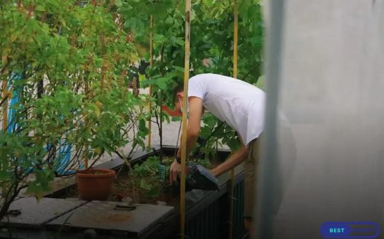 Reviving Dying Plants: First Steps to Save Your Greenery