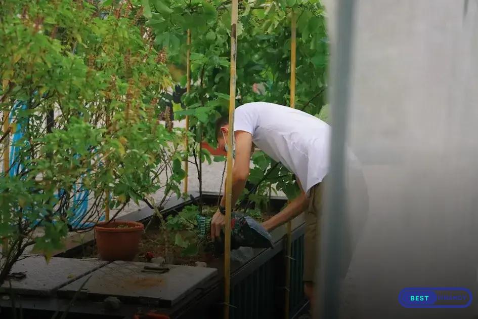 Reviving Dying Plants: First Steps to Save Your Greenery