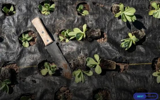 Seasonal Gardening: Preparing Your Garden for Winter Tips