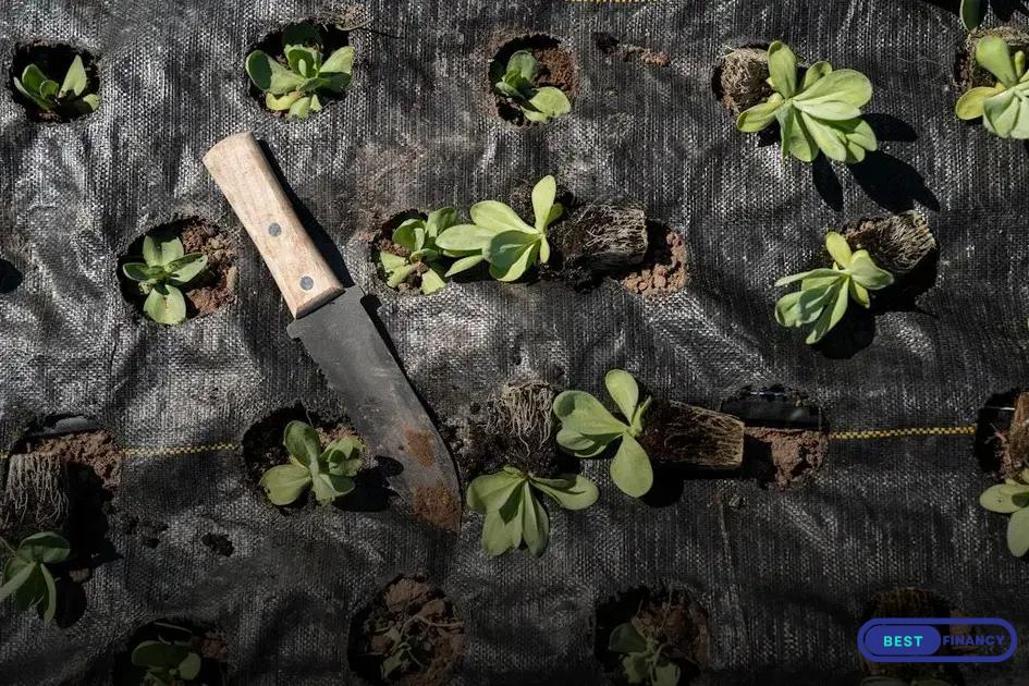 Seasonal Gardening: Preparing Your Garden for Winter Tips