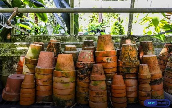 When & How to Fertilize Your Plants: Essential Tips